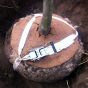 GEFA BIO Treelock® 25 Kotwienie podpowierzchniowe do drzew o obwodzie do 25 cm