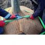 Platipus RF0S TAŚMA SPECJALNA podziemne mocowanie drzew do drzew o obwodzie do 25 cm
