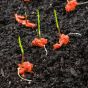 Nasiona traw otoczkowane 10 kg Seed & Sorb® Sport Nachsaat RSM 3.2