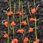 Nasiona traw otoczkowane 10 kg Seed & Sorb® Universal RSM 2.3
